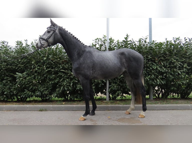 Mecklenburg Warmblood Gelding 5 years 16.2 hh Grey-Dapple in Münster