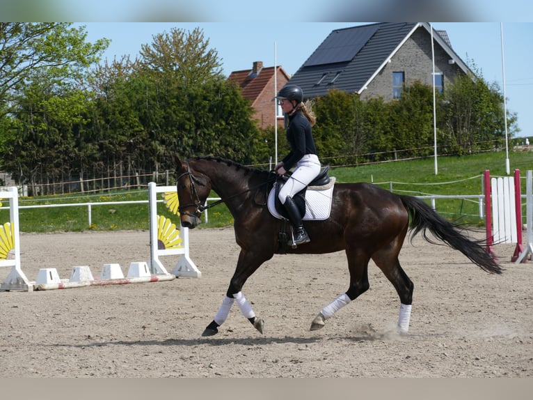 Mecklenburg Warmblood Gelding 5 years 16.3 hh Bay-Dark in Ganschow