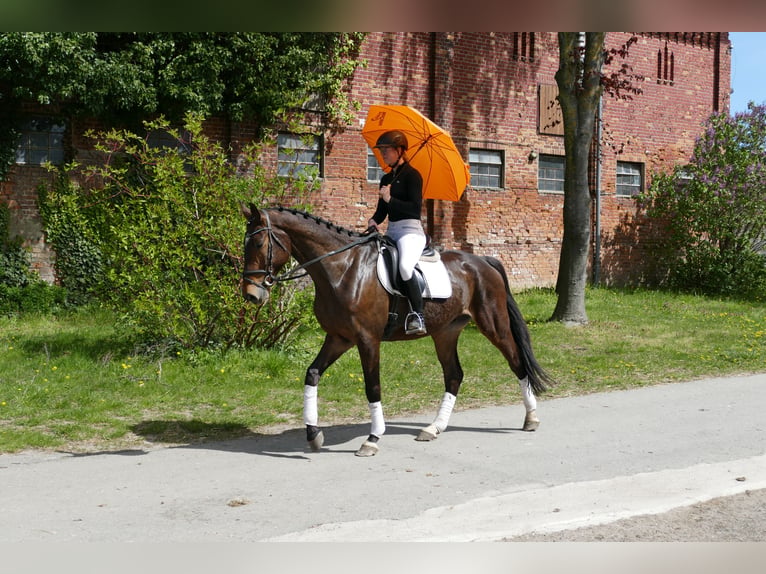 Mecklenburg Warmblood Gelding 5 years 16.3 hh Bay-Dark in Ganschow