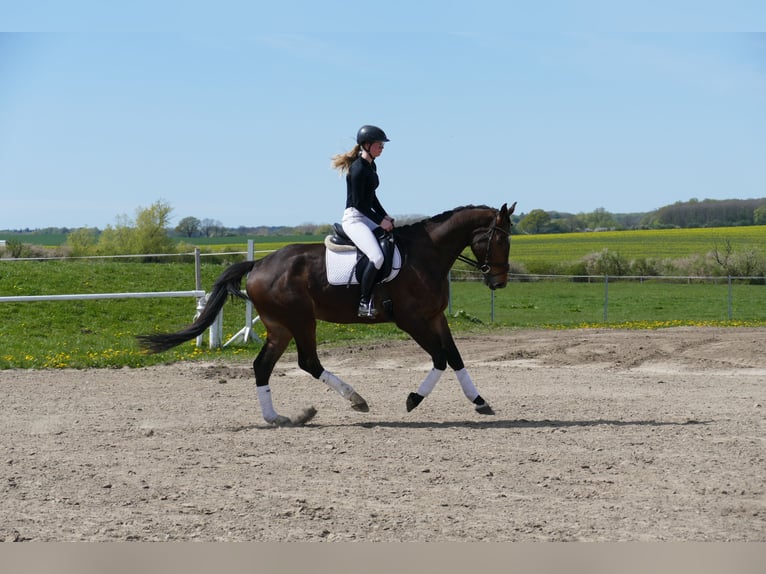 Mecklenburg Warmblood Gelding 5 years 16.3 hh Bay-Dark in Ganschow