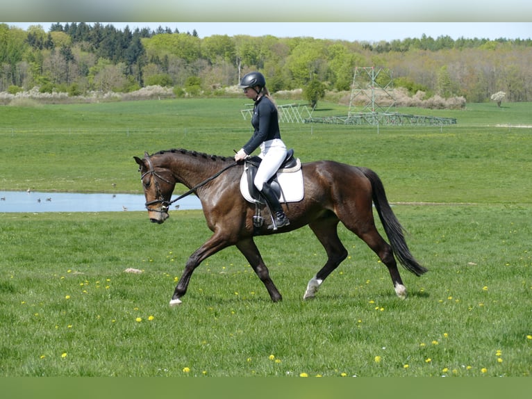 Mecklenburg Warmblood Gelding 5 years 16.3 hh Bay-Dark in Ganschow
