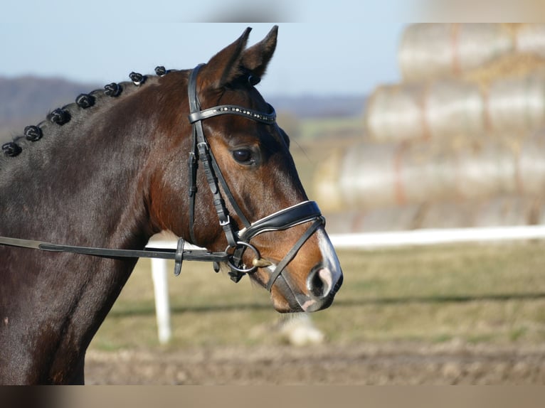 Mecklenburg Warmblood Gelding 5 years 16 hh Bay-Dark in Ganschow