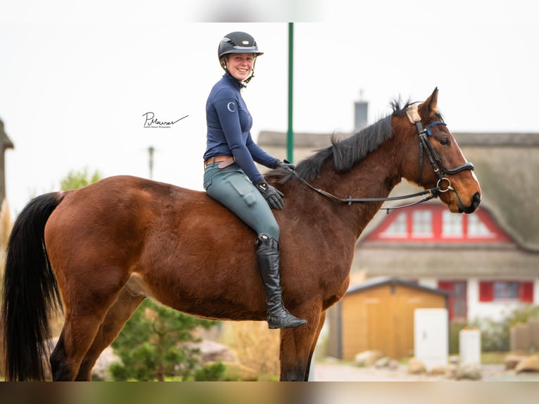 Mecklenburg Warmblood Gelding 5 years 16 hh Brown in Boiensdorf