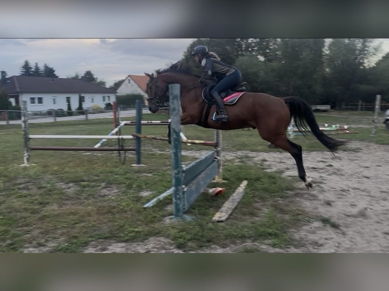 Mecklenburg Warmblood Gelding 5 years 16 hh Brown in Boiensdorf