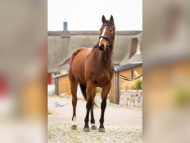 Mecklenburg Warmblood Gelding 5 years 16 hh Brown in Boiensdorf