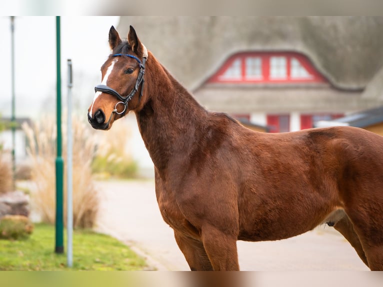Mecklenburg Warmblood Gelding 5 years 16 hh Brown in Boiensdorf