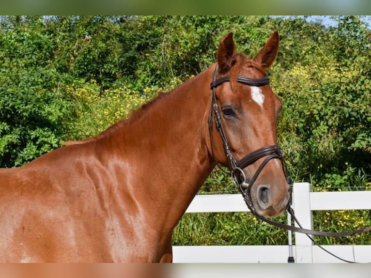 Mecklenburg Warmblood Gelding 5 years 16 hh Chestnut-Red in Seebad Bansin