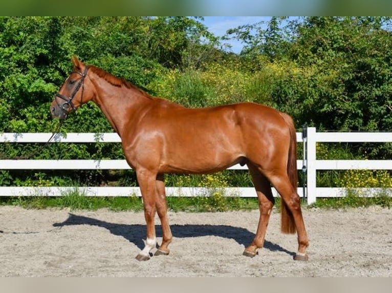 Mecklenburg Warmblood Gelding 5 years 16 hh Chestnut-Red in Seebad Bansin