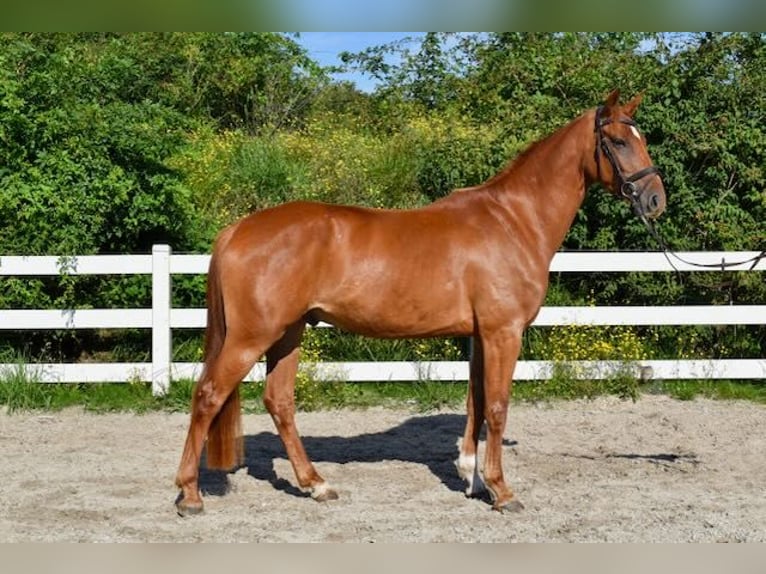 Mecklenburg Warmblood Gelding 5 years 16 hh Chestnut-Red in Seebad Bansin