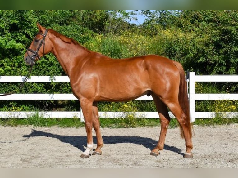 Mecklenburg Warmblood Gelding 5 years 16 hh Chestnut-Red in Seebad Bansin