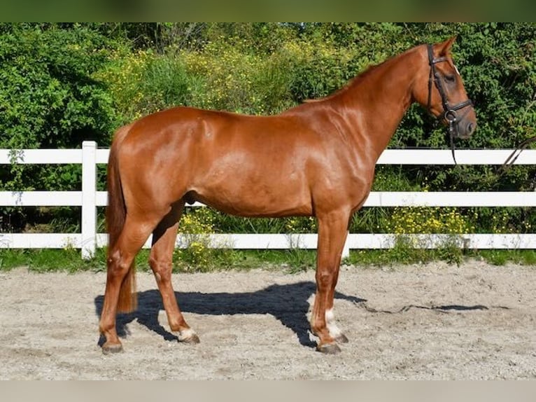 Mecklenburg Warmblood Gelding 5 years 16 hh Chestnut-Red in Seebad Bansin