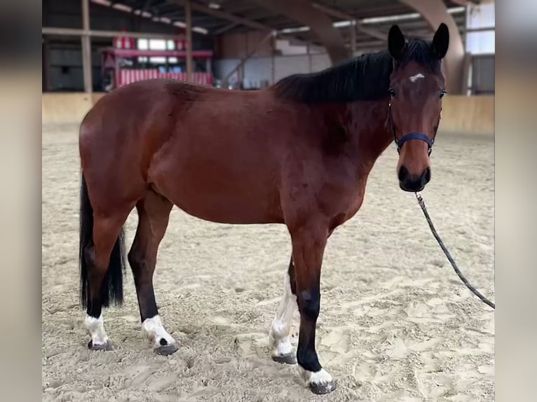 Mecklenburg Warmblood Gelding 5 years 16,2 hh Brown in Malchin