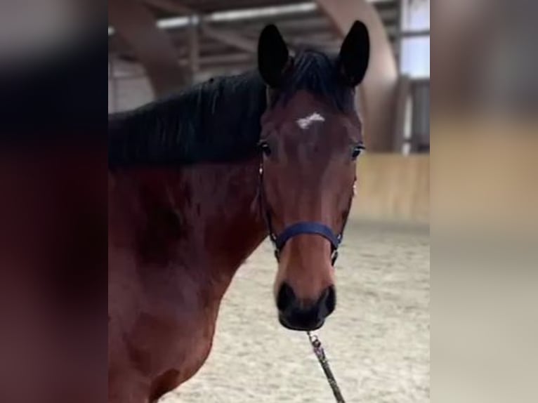 Mecklenburg Warmblood Gelding 5 years 16,2 hh Brown in Malchin