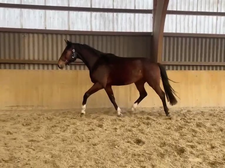Mecklenburg Warmblood Gelding 5 years 16,2 hh Brown in Malchin