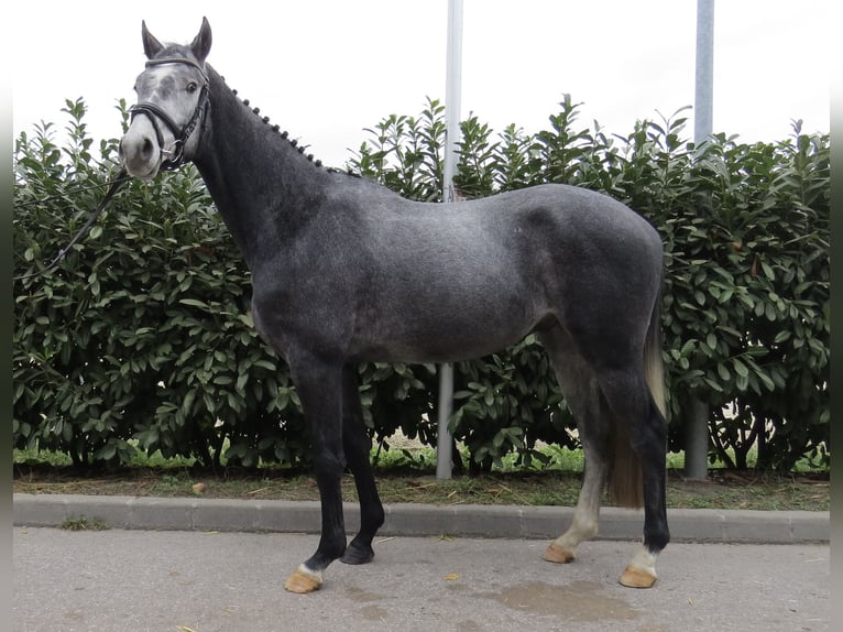 Mecklenburg Warmblood Gelding 5 years 16,2 hh Grey-Dapple in Münster