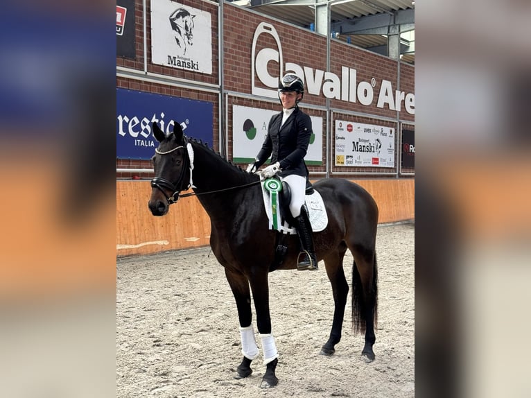 Mecklenburg Warmblood Gelding 5 years 16,2 hh Smoky-Black in Ganschow