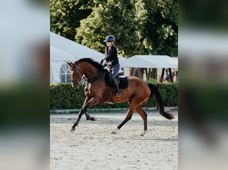 Mecklenburg Warmblood Gelding 5 years 17,1 hh Brown in Norderstedt