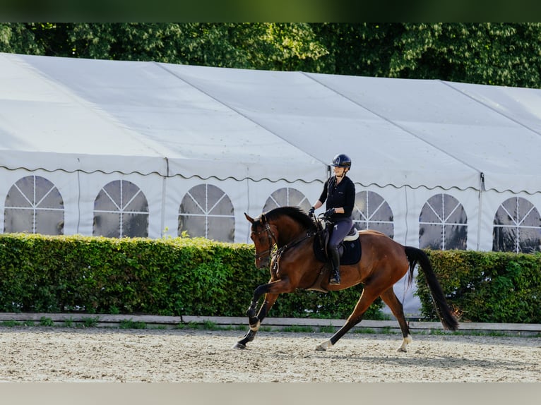 Mecklenburg Warmblood Gelding 5 years 17,1 hh Brown in Norderstedt