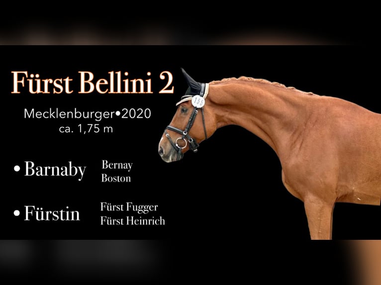 Mecklenburg Warmblood Gelding 5 years 17,1 hh Chestnut-Red in Bad K&#xF6;tzting