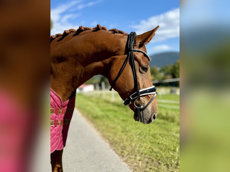 Mecklenburg Warmblood Gelding 5 years 17,1 hh Chestnut-Red in Bad K&#xF6;tzting