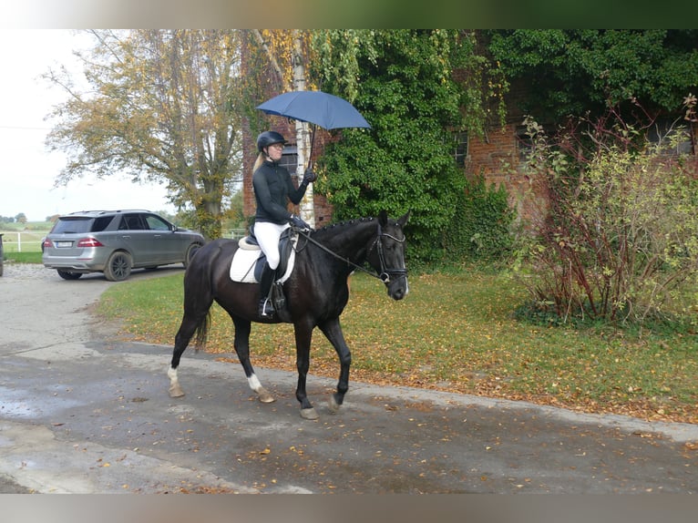 Mecklenburg Warmblood Gelding 6 years 15.2 hh Black in Ganschow