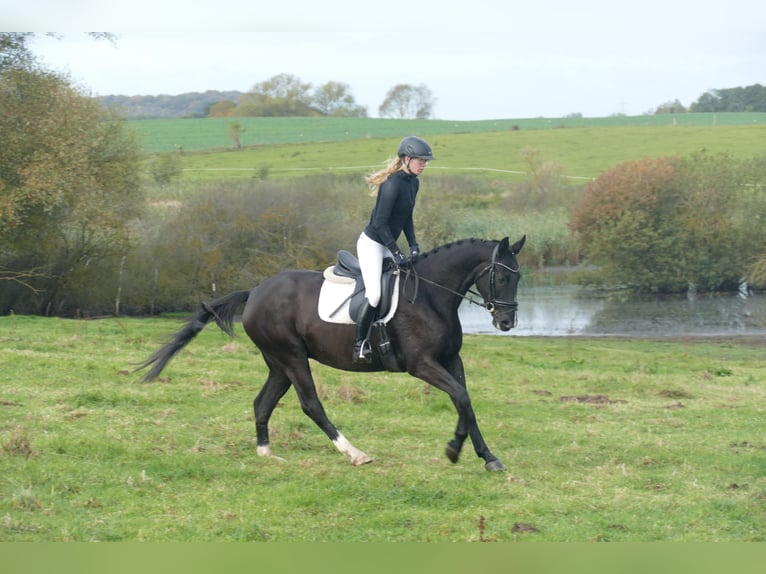 Mecklenburg Warmblood Gelding 6 years 15.2 hh Black in Ganschow