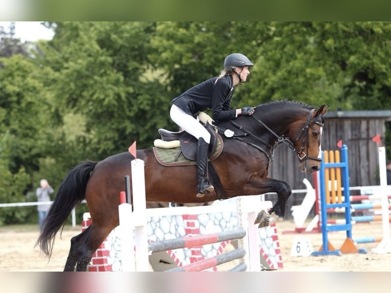 Mecklenburg Warmblood Gelding 6 years 15.2 hh Brown in Neubukow