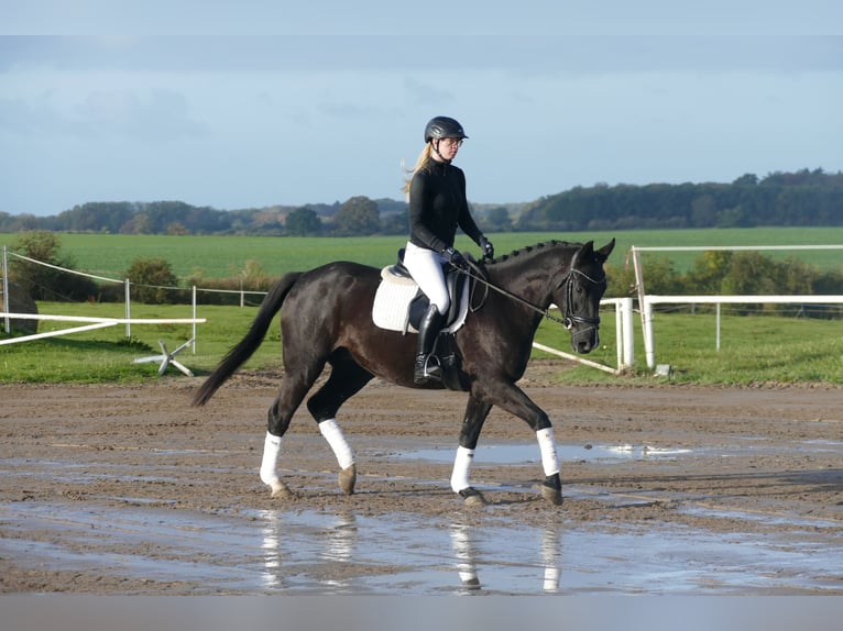Mecklenburg Warmblood Gelding 6 years 15,2 hh Black in Ganschow