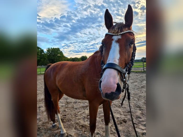 Mecklenburg Warmblood Gelding 6 years 16.1 hh Bay in Fitzen