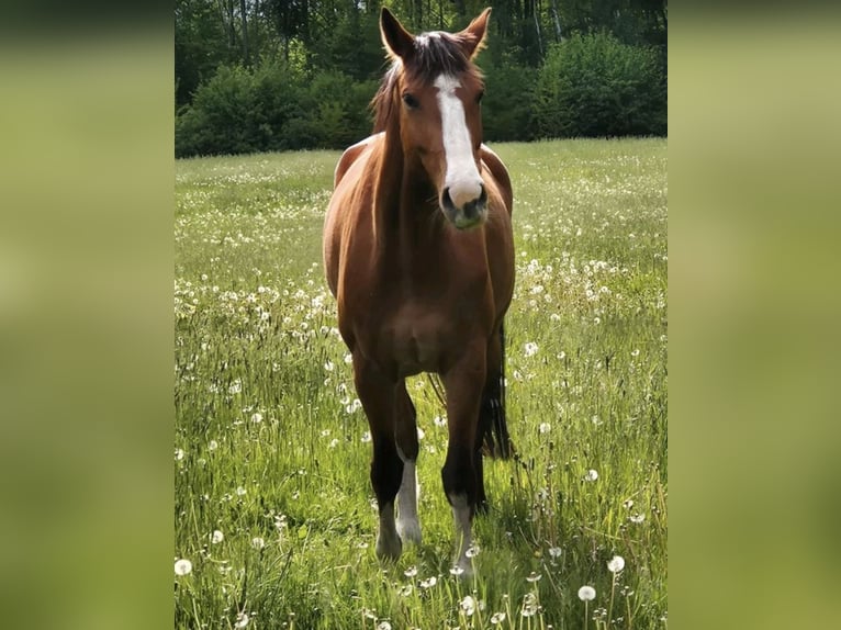 Mecklenburg Warmblood Gelding 6 years 16.1 hh Bay in Fitzen