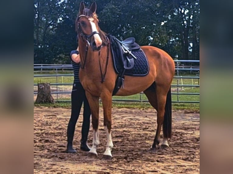 Mecklenburg Warmblood Gelding 6 years 16.1 hh Bay in Fitzen