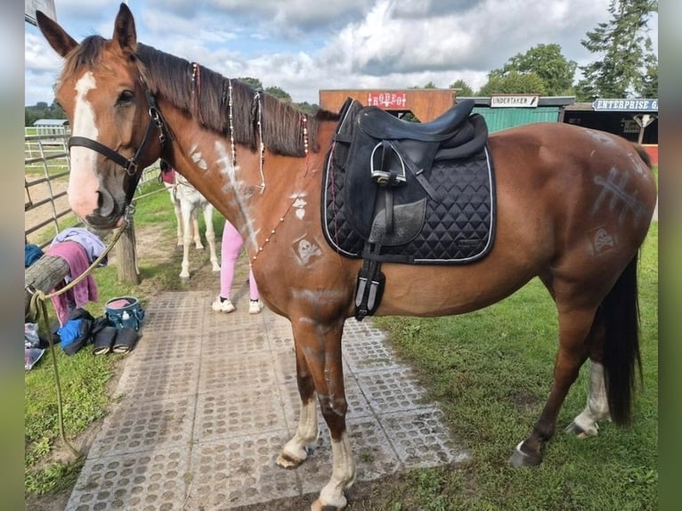 Mecklenburg Warmblood Gelding 6 years 16.1 hh Bay in Fitzen