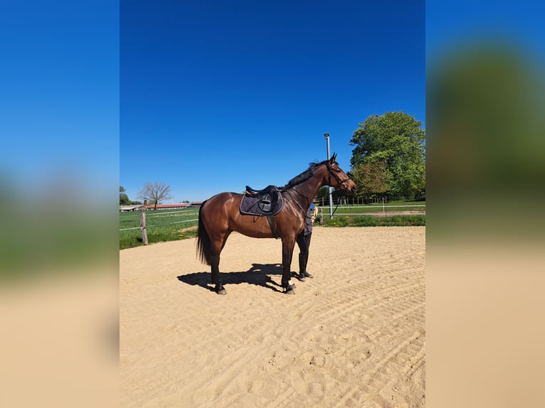 Mecklenburg Warmblood Gelding 6 years 16.1 hh Brown in Bützow