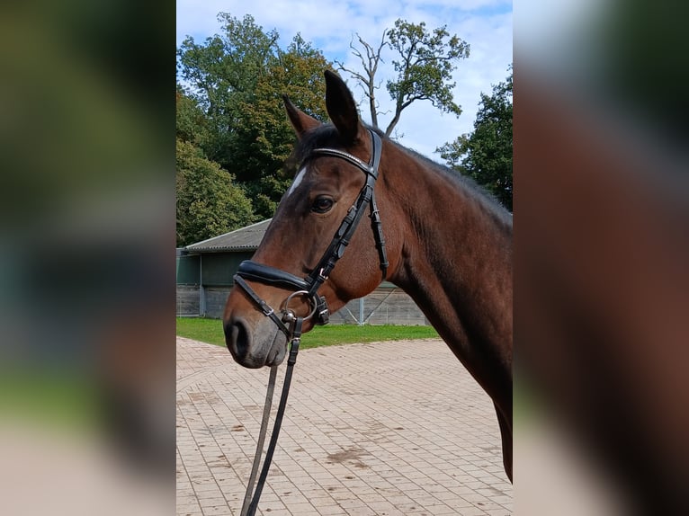 Mecklenburg Warmblood Gelding 6 years 16,1 hh Brown in Redefin