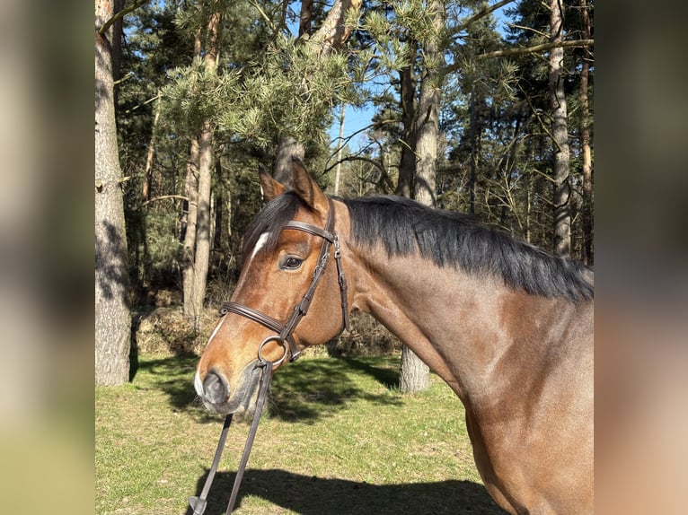 Mecklenburg Warmblood Gelding 6 years 16.1 hh Brown in Plau am See