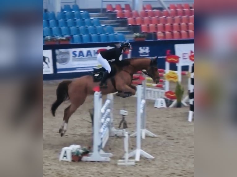 Mecklenburg Warmblood Gelding 6 years 16.1 hh Chestnut-Red in Plau am See