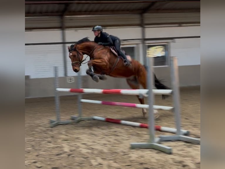 Mecklenburg Warmblood Gelding 6 years 16,2 hh in Veitsbronn