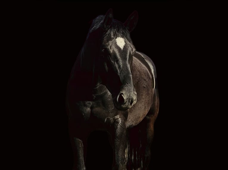 Mecklenburg Warmblood Gelding 6 years 16,1 hh Bay-Dark in Samtens