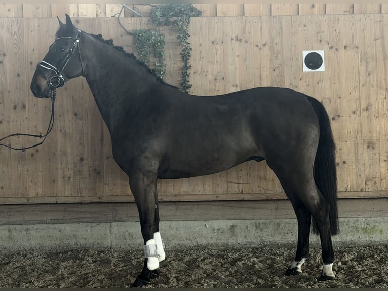 Mecklenburg Warmblood Gelding 6 years 16,1 hh Bay-Dark in Riedlingen