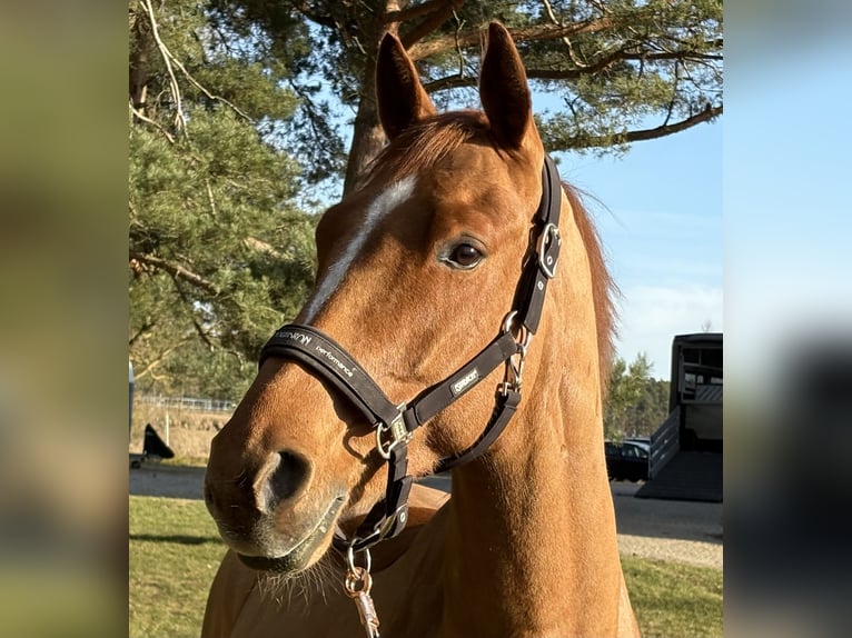 Mecklenburg Warmblood Gelding 6 years 16,1 hh Chestnut-Red in Plau am See