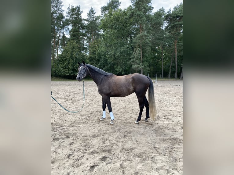 Mecklenburg Warmblood Gelding 6 years 16,1 hh Grey-Dapple in Boizenburg Mecklenburg Warmblood Gelding 6 years 16,1 hh Grey-Dapple in Boizenburg