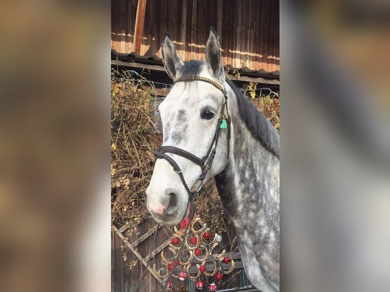 Mecklenburg Warmblood Gelding 6 years 16,2 hh Grey in Loiching