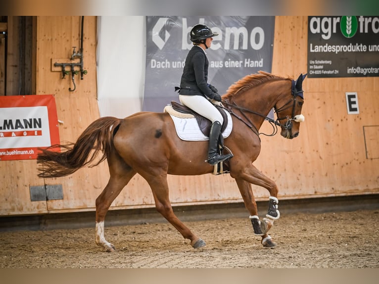 Mecklenburg Warmblood Gelding 6 years 16,3 hh Chestnut-Red in Gossau