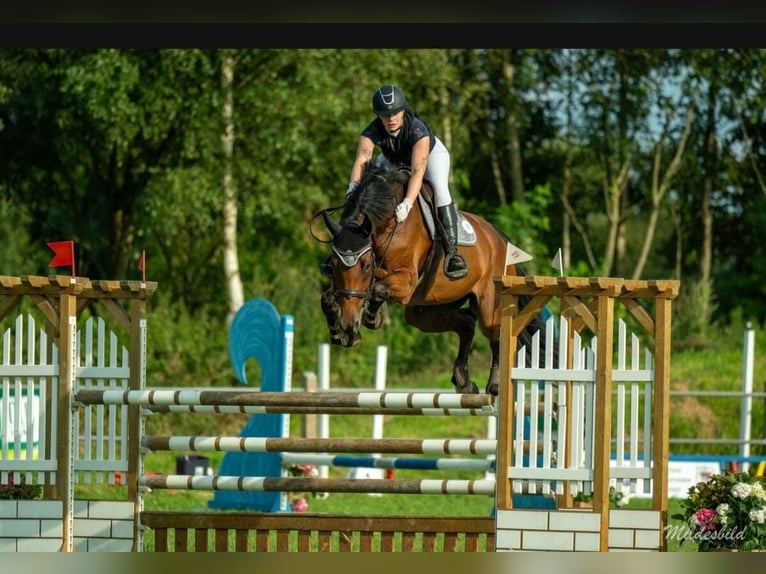 Mecklenburg Warmblood Gelding 6 years 17,1 hh Brown in Jever