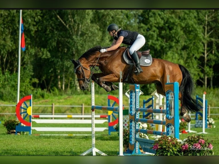 Mecklenburg Warmblood Gelding 6 years 17,1 hh Brown in Jever