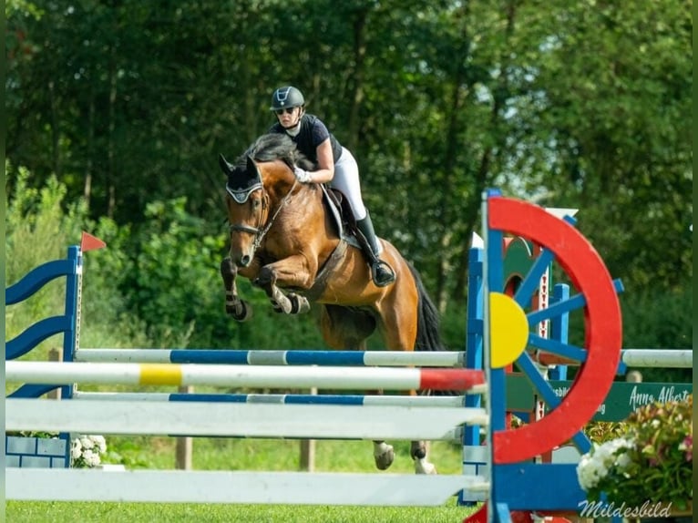 Mecklenburg Warmblood Gelding 6 years 17,1 hh Brown in Jever