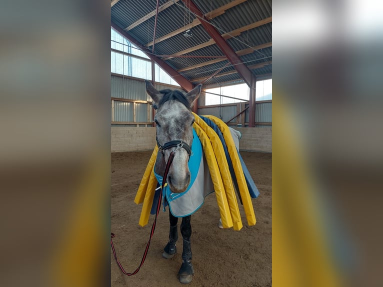 Mecklenburg Warmblood Gelding 6 years 17,1 hh Grey-Red-Tan in Hamburg