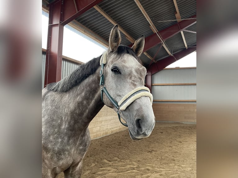 Mecklenburg Warmblood Gelding 6 years 17,1 hh Grey-Red-Tan in Hamburg