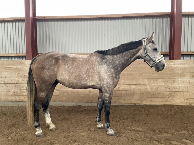 Mecklenburg Warmblood Gelding 6 years 17,1 hh Grey-Red-Tan in Hamburg