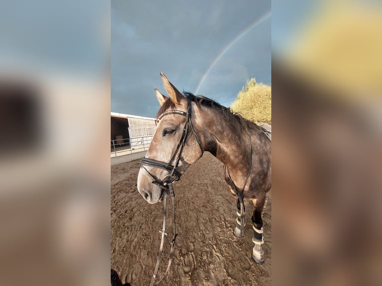 Mecklenburg Warmblood Gelding 6 years 17,1 hh Grey-Red-Tan in Hamburg